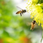 [테크칼럼] AI 기술로 변화하는 현장 기반 꿀벌 질병 진단 학습용 데이터 구축